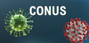 Conus
